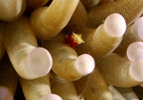 Komodo 2016 - Mushroom coral shrimp - Crevette de Koror - Cuapetes kororensis - IMG_6881_rc